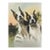 Early 20th Century Boston Terrier Dogs Colortone Photograph For Sale