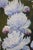 Textile Late 20th Century Bouquet of Purple Peony Flowers in a Glass Vase Still Life Oil Painting on Canvas 41" For Sale - Image 7 of 11