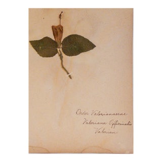 Antique Herbarium - Valerian, Circa 1890 - 1915 For Sale