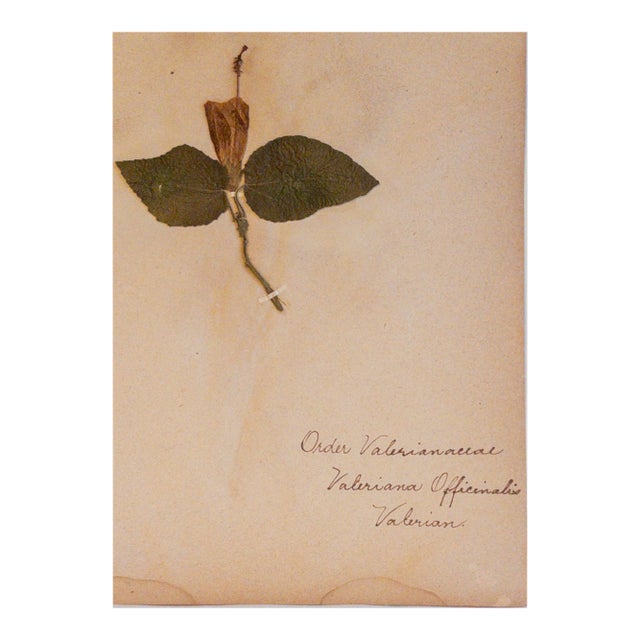 Antique Herbarium - Valerian, Circa 1890 - 1915 For Sale