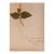 Antique Herbarium - Valerian, Circa 1890 - 1915 For Sale