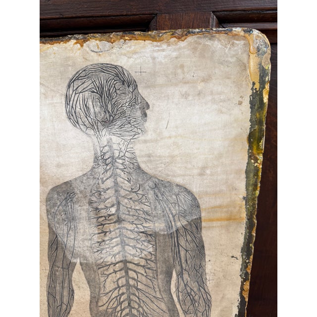 1800s Limestone Medical Lithography Plate For Sale - Image 6 of 15
