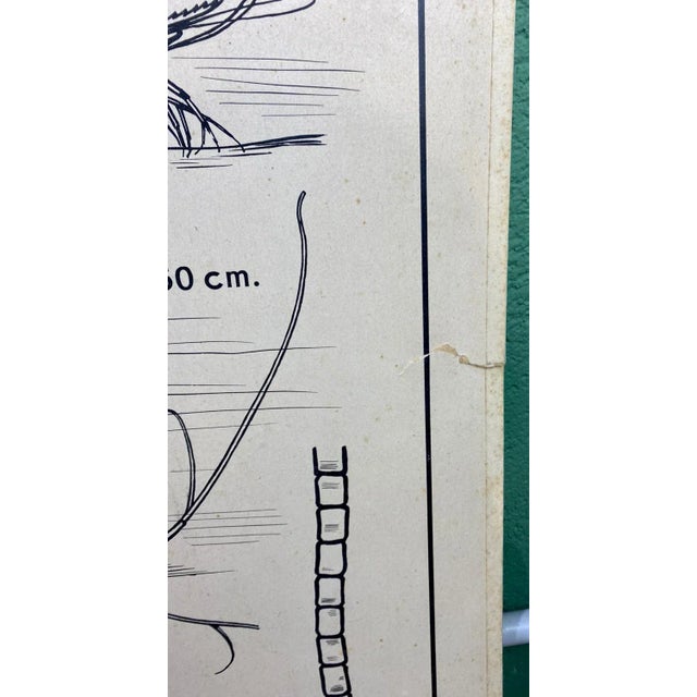 French Double-Sided Poster of Mollusks and Crustaceans For Sale - Image 17 of 18