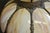 Antique American Bisque Ceiling Light Lamp Shade Glass Victorian Excellent For Sale - Image 17 of 17