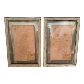 Restoration Hardware Framed Botanical Pressings, Set of 2 For Sale