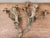 Antique Art Nouveau Pair Heavy Cast Gilt Brass 3 Light Wall Sconces With Aged Patina For Sale - Image 15 of 16