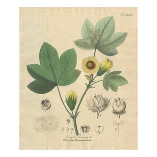 Gossypium Herbaceum, 1831, Paper For Sale