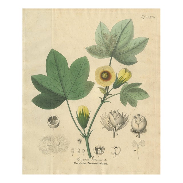 Gossypium Herbaceum, 1831, Paper For Sale