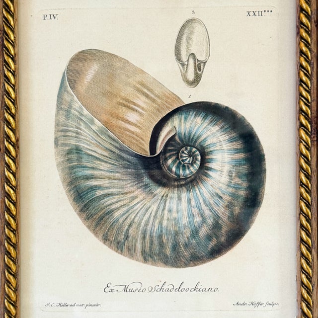 Framed Seashell Engraving Prints - Conchology Engravings After Georg Wolfgang Knorr, Set of 4 For Sale - Image 9 of 15