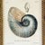 Framed Seashell Engraving Prints - Conchology Engravings After Georg Wolfgang Knorr, Set of 4 For Sale - Image 9 of 15