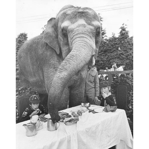 Elephant For Tea 21st August 1979: Two cub scouts of the 11th Wallington St Elpheges Pack, Timothy Molyneua and Shaun...