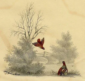 William Gunton, Two Grouse Birds, Early 19th Century, Watercolour
