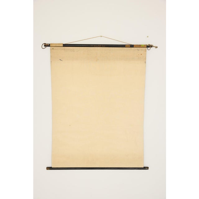 Jung-Koch-Quentell German Zoological Snake Anatomy Wall Chart, C. 1960s For Sale - Image 15 of 18