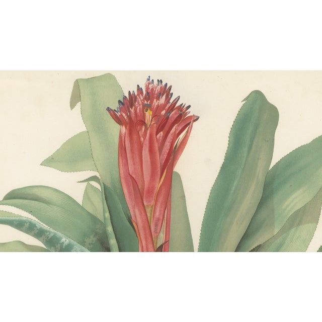 After De Vriese, Botanical Plate of Billbergia Thyrsoidea, 1856, Lithograph For Sale - Image 4 of 9