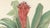 After De Vriese, Botanical Plate of Billbergia Thyrsoidea, 1856, Lithograph For Sale - Image 4 of 9