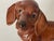 Vintage Cute Dachshund Ceramic Figurine Signed For Sale - Image 4 of 6