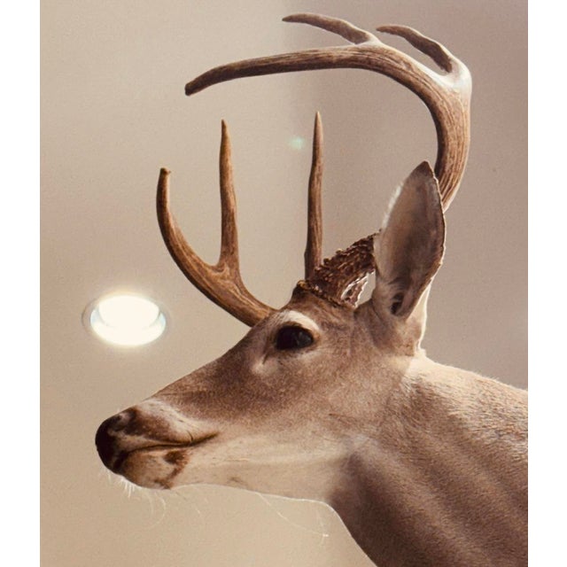 White-Tail Deer Shoulder Mounted Buck For Sale In Boston - Image 6 of 6