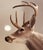 White-Tail Deer Shoulder Mounted Buck For Sale In Boston - Image 6 of 6