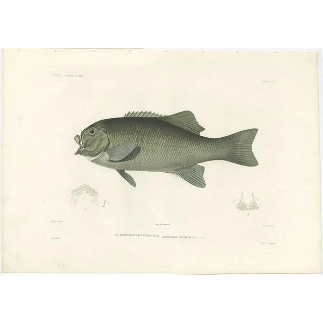 Antique print of fréminville’s reef fish – hand-colored french lithograph, 1846 this rare and beautifully hand-colored...