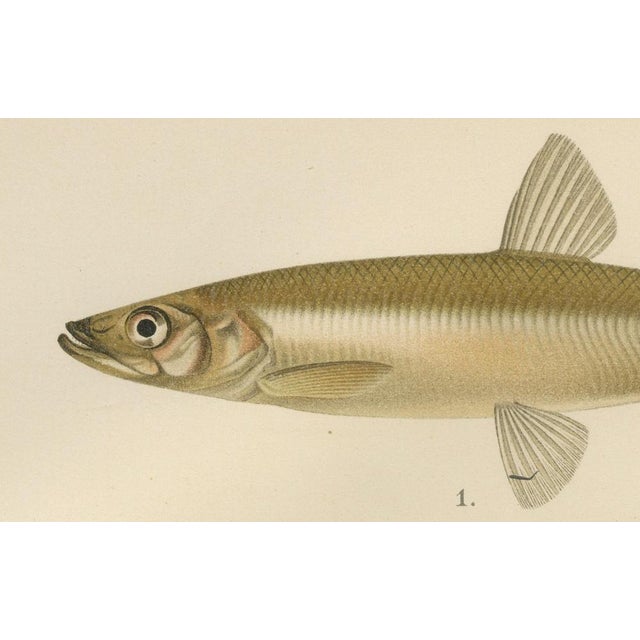 Scandinavian Fish Species: Smelt, Capelin, and Tench in Fine Lithograph This beautifully executed lithograph from the...