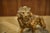 A. Fagotto, Lion Sculpture, 1920s, Terracotta, in Very Good conditions. Designed 1920 to 1949 I have official proof of...