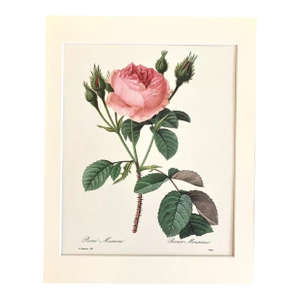 Vintage Pierre-Joseph Redouté Print in 11x14 Mat -"Rosa Muscosa", Roses, EUC
