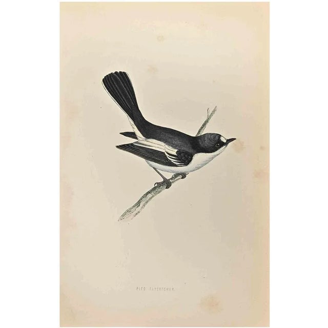 Pied Flycatcher is a modern artwork realized in 1870 by the British artist Alexander Francis Lydon (1836-1917). Woodcut...