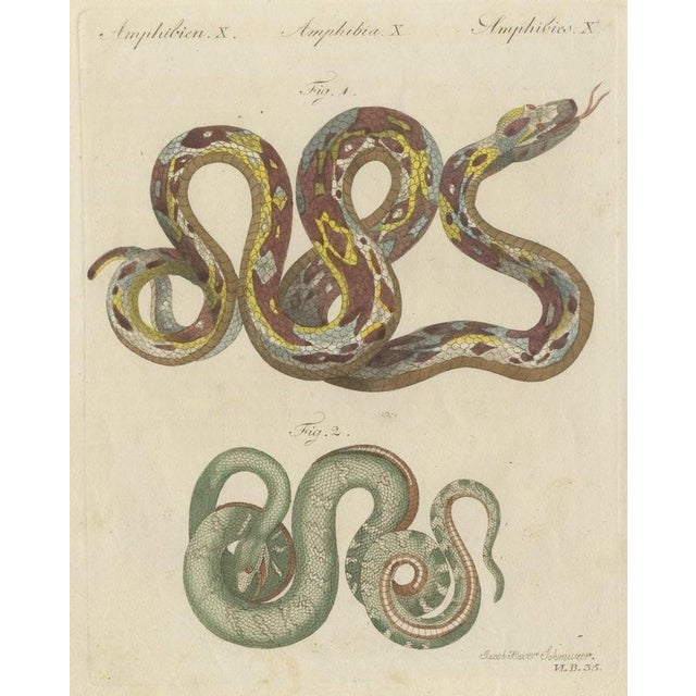 Bertuch, Two Patterned Snakes in Coils, 1805, Print For Sale - Image 12 of 12