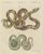 Bertuch, Two Patterned Snakes in Coils, 1805, Print For Sale - Image 12 of 12