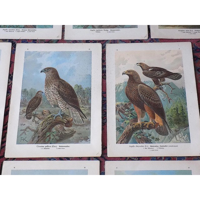 Late 19th Century Authentic Antique 19th Century Large Folio Birds of Prey Lithographs - Set of 10 For Sale - Image 5 of 9