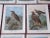 Late 19th Century Authentic Antique 19th Century Large Folio Birds of Prey Lithographs - Set of 10 For Sale - Image 5 of 9