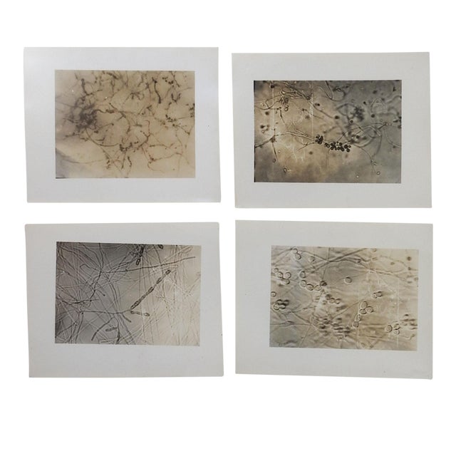 Vintage 1945 Microscopic Photographs - Set of 4 For Sale