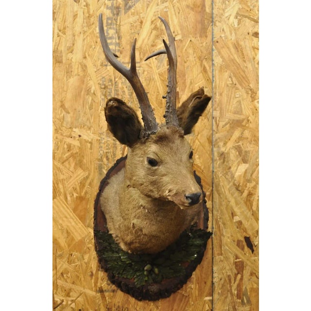 Early 20th Century Vintage Taxidermy Deer Shoulder Mount Wall Decor With Metal Leaves (R&l) - a Pair For Sale - Image 5 of 12