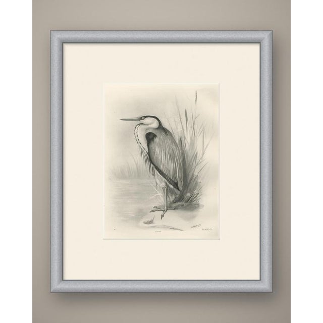 This antique bird print shows a heron standing at the edge of a reed bed, the long neck drawn in, the crest and the loose...
