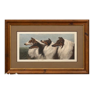 1901 Maud Earl “Four by Honours” Large Framed Collie Dog Print For Sale