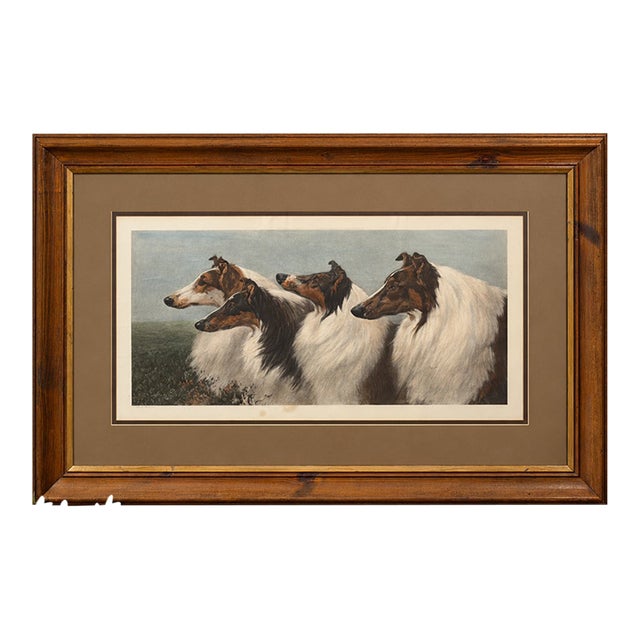 1901 Maud Earl “Four by Honours” Large Framed Collie Dog Print For Sale