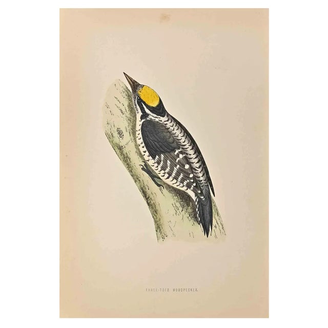 Alexander Francis Lydon, Three-Toed Woodpecker, Woodcut Print, 1870 For Sale
