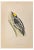 Alexander Francis Lydon, Three-Toed Woodpecker, Woodcut Print, 1870 For Sale