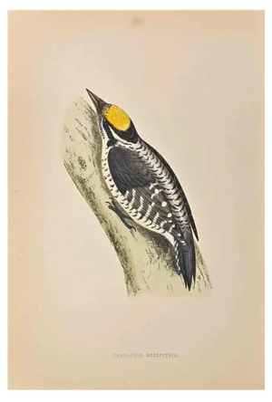 Alexander Francis Lydon, Three-Toed Woodpecker, Woodcut Print, 1870