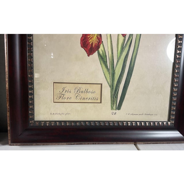 Oversized Framed Botanical Prints, Iris and Lilio-Narcissus, 32"h - A Pair For Sale - Image 4 of 8