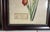 Oversized Framed Botanical Prints, Iris and Lilio-Narcissus, 32"h - A Pair For Sale - Image 4 of 8