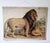 Antique Lion & Lioness Original Educational Wall Chart by A. Pichlers Witwe & Sohn, Vienna, 19th Century For Sale - Image 9 of 9