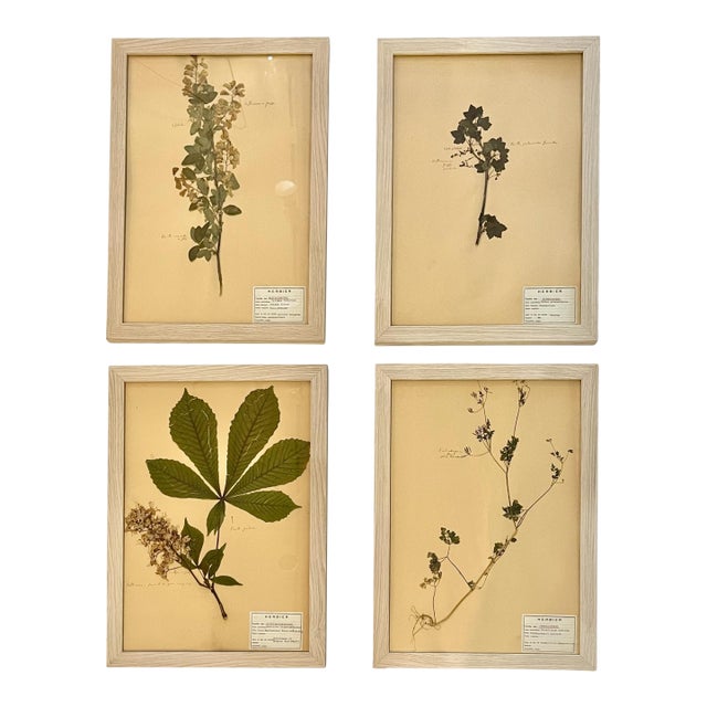 Vintage Set of 4 French Custom Framed Herbarium Herbiers Botanical Specimens For Sale