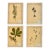 Vintage Set of 4 French Custom Framed Herbarium Herbiers Botanical Specimens For Sale