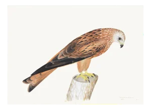 Red Kite Plate 12 by Olof Rudbeck (Cfa-Wd)