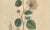 Antique Caper Botanical Print Capparis Spinosa, 1831 For Sale - Image 4 of 10