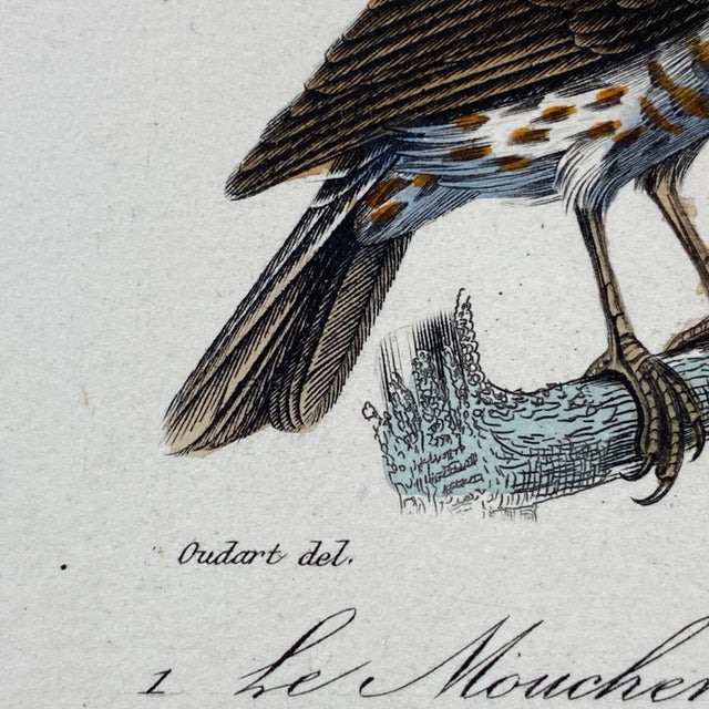 French Antique 18th Century Bird Engraving Hand Colored Signed Artwork For Sale - Image 10 of 11