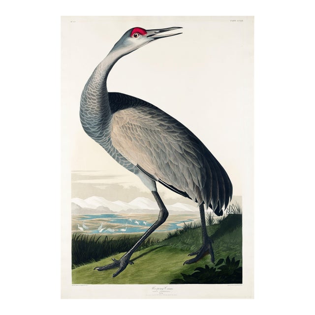 Whooping Crane, Vintage Art Print Reproduction From Birds of America by John James Audubon, 24" X 36" For Sale