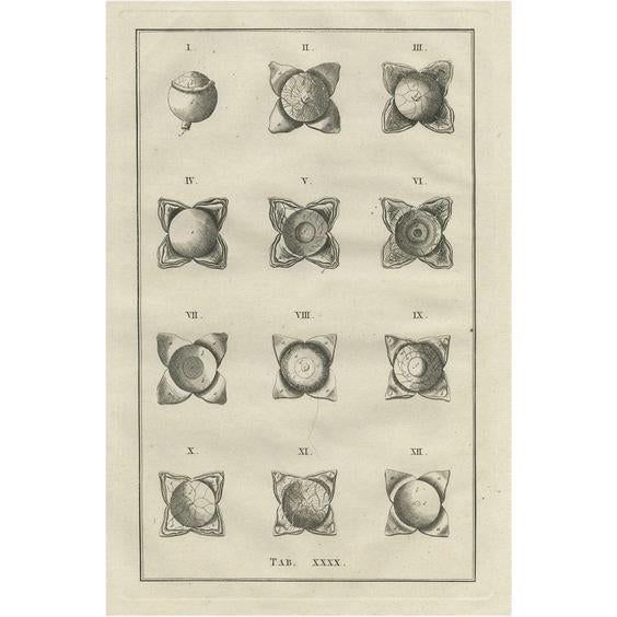 Eustachi, Medical Illustration of the Anatomy of the Eye, 1798, Print For Sale