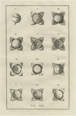 Eustachi, Medical Illustration of the Anatomy of the Eye, 1798, Print